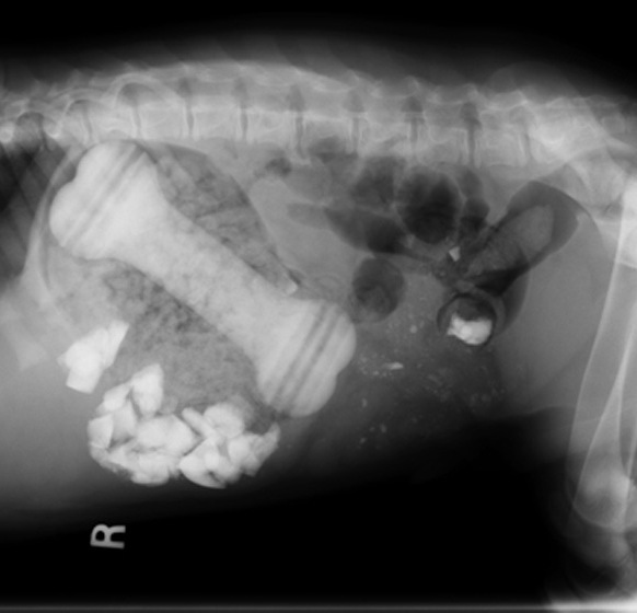 Основы рентгенографии брюшной полости