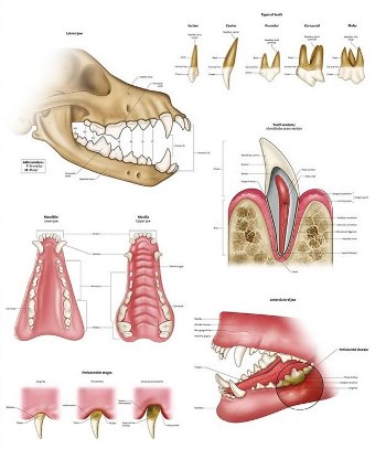 Курс подготовки врача стоматолога