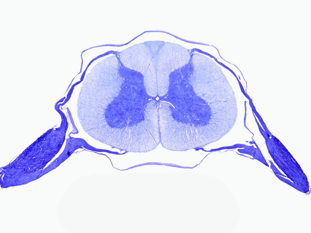Спинной мозг и спинномозговые нервы: анатомия и топическая диагностика