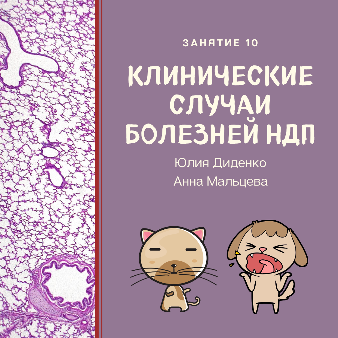 Занятие 10. Болезни НДП, паренхимы легких и легочных сосудов в клинических примерах