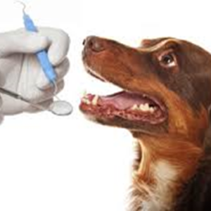 Курс подготовки ветеринарного врача-стоматолога. Модуль 1 – Базовая стоматология.