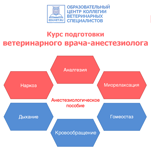 Курс подготовки врачей-анестезиологов - запись лекций в СДО