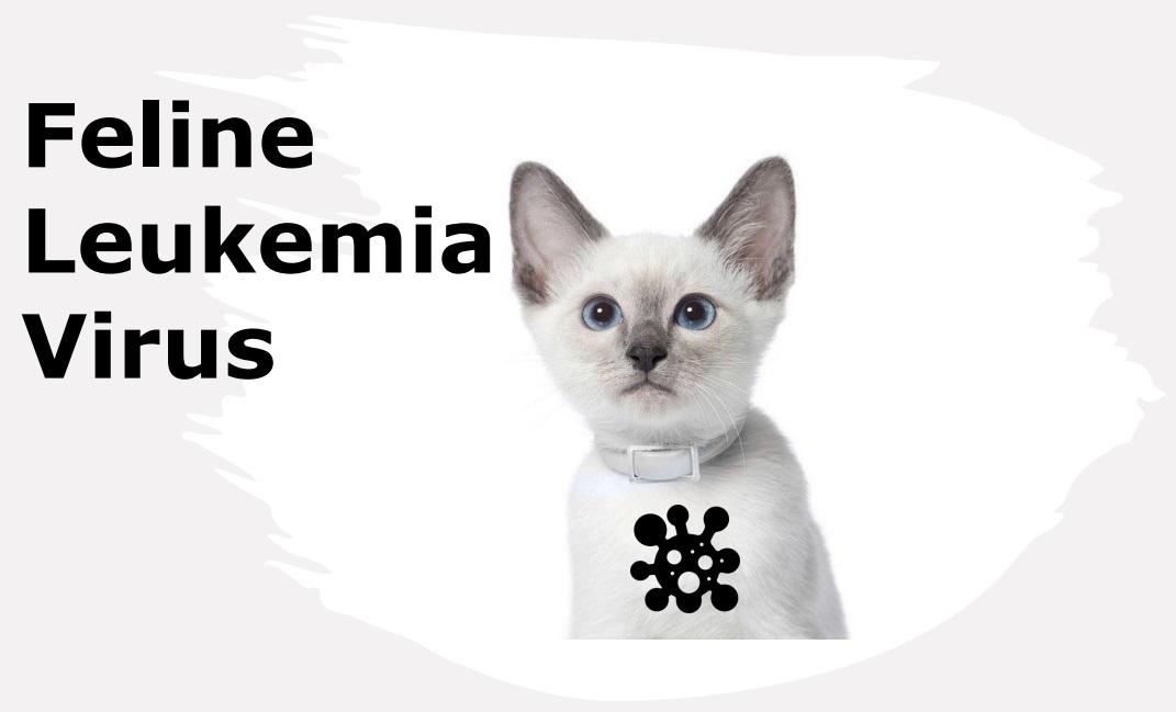 Конференция по Вирусной лейкемии кошек