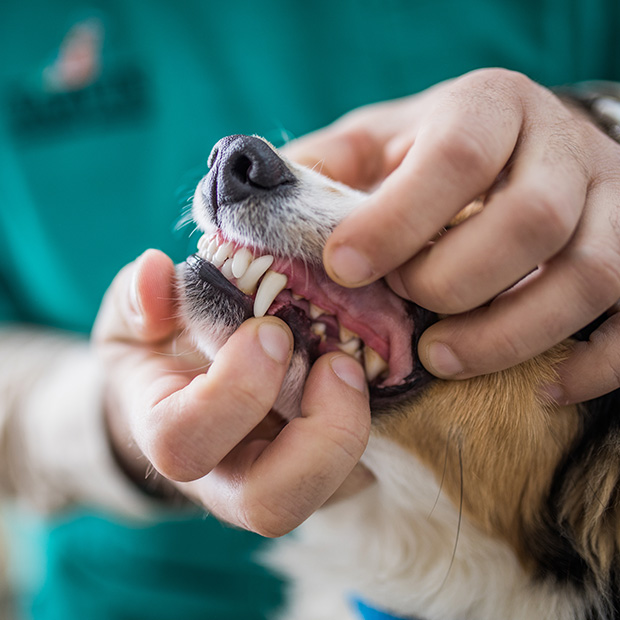 Базовый курс подготовки ветеринарного врача стоматолога
