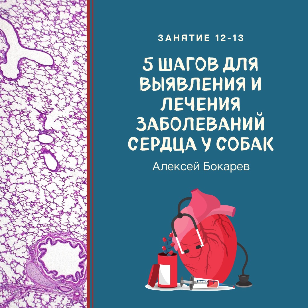 Занятие 12 и 13. Пять простых шагов для выявления и лечения заболеваний сердца у собак