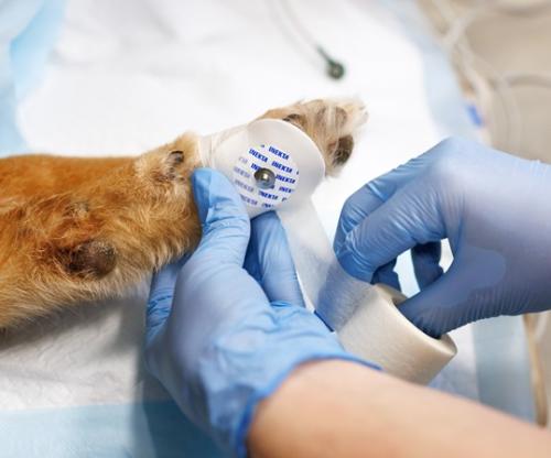 Ежегодная анестезиологическая конференция 2025