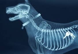 Редкие рентгенологические находки в брюшной полости и/или грудной полости