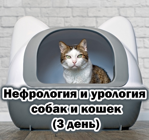 Нефрология и урология собак и кошек: продвинутый уровень (3 день)