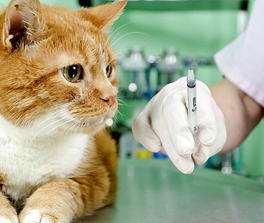 Три лекции: гайдлайны по вакцинации BSAVA; вакцинация иммуносупрессивных; ВЛК и ВИК