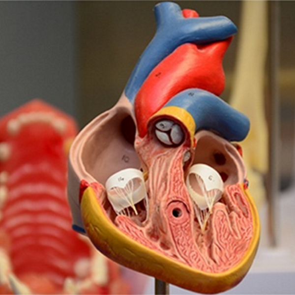 Мастер-класс «Эхокардиография для кардиологов»