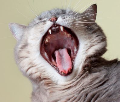 Резорбтивное поражение зубов у кошек