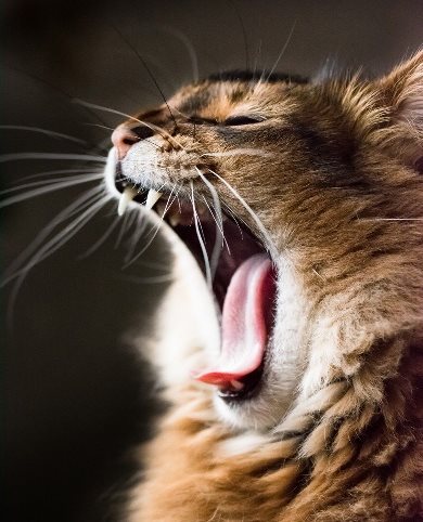 Пятая конференция Общества RSFM «Что у кошки во рту?»