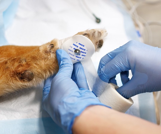 Ежегодная анестезиологическая конференция 2025 Ежегодная анестезиологическая конференция 2025