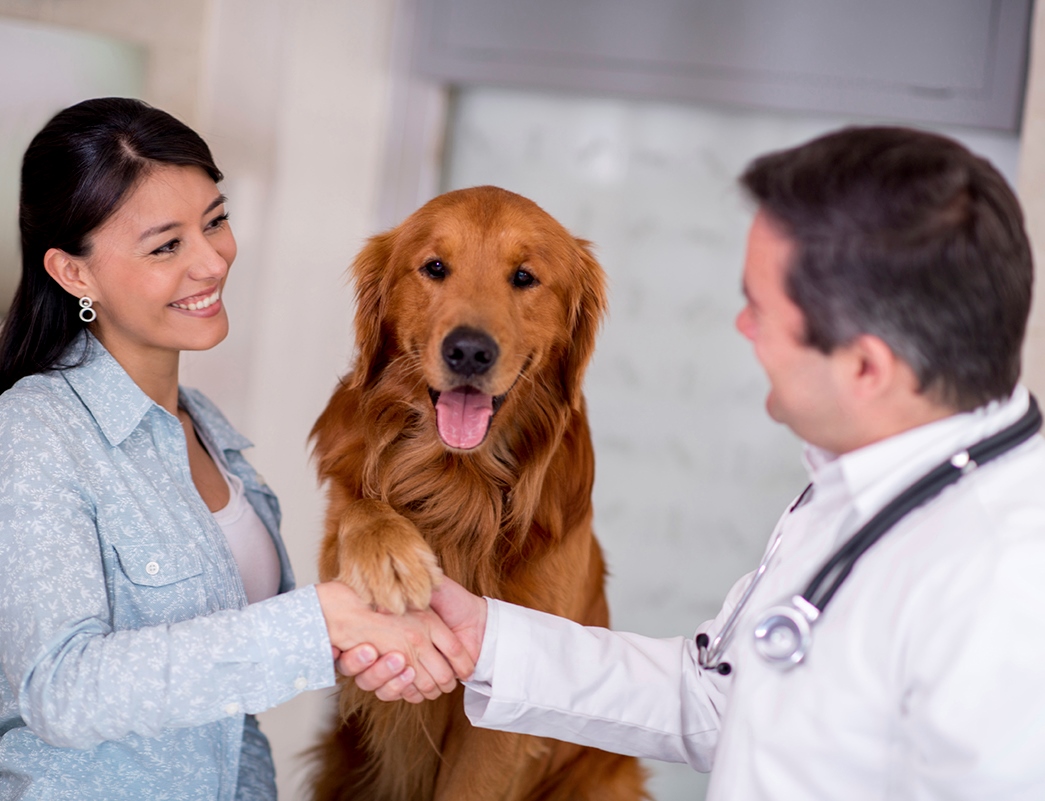 Коммуникативные навыки при оказании ветеринарной помощи со школой медицинского общения «СоОбщение»
