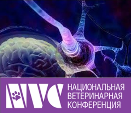 Мастер-класс по неврологии «Невропатология: патофизиология заболеваний ЦНС»