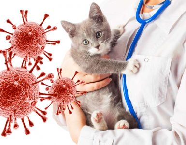 ОНЛАЙН-УЧАСТИЕ: Конференция по инфекционному перитониту кошек для врачей