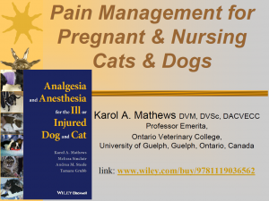 Pain Management for Pregnant and Nursing cats and dogs