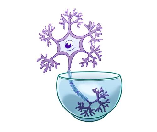 Очный курс «Неврариум»