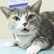 Актуальные вопросы поведенческой медицины кошек