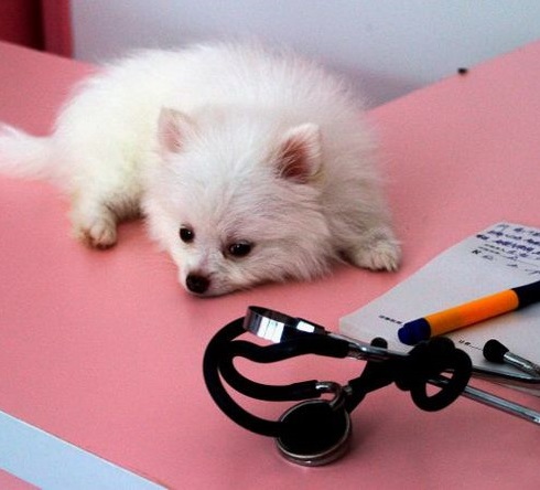 Тренинг по эндокринологии собак и кошек