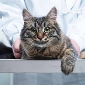 Частые ошибки диагностики опухолей у кошек