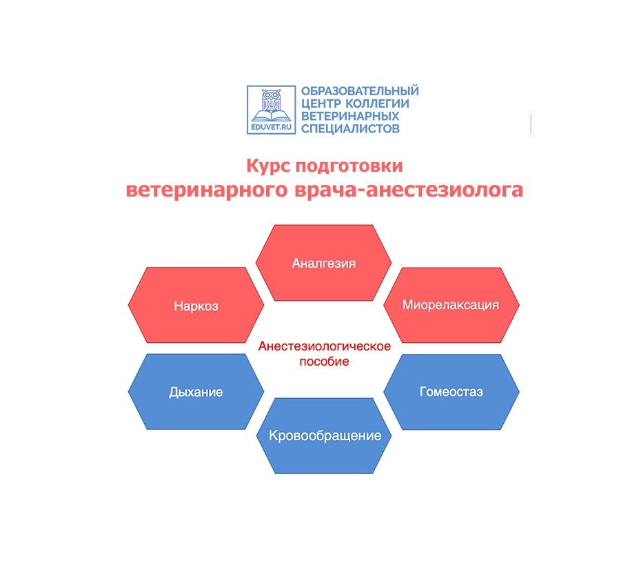 Курс подготовки врачей-анестезиологов 2025
