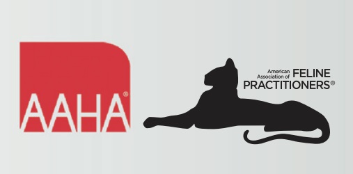 Обзор гайдлайна по вакцинации для кошек 2020 AAHA/AAFP