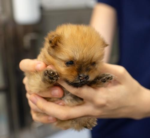 Конференция «Кесарево сечение»