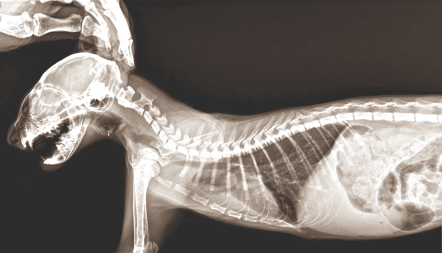 Особенности рентгенографии скелета кошек