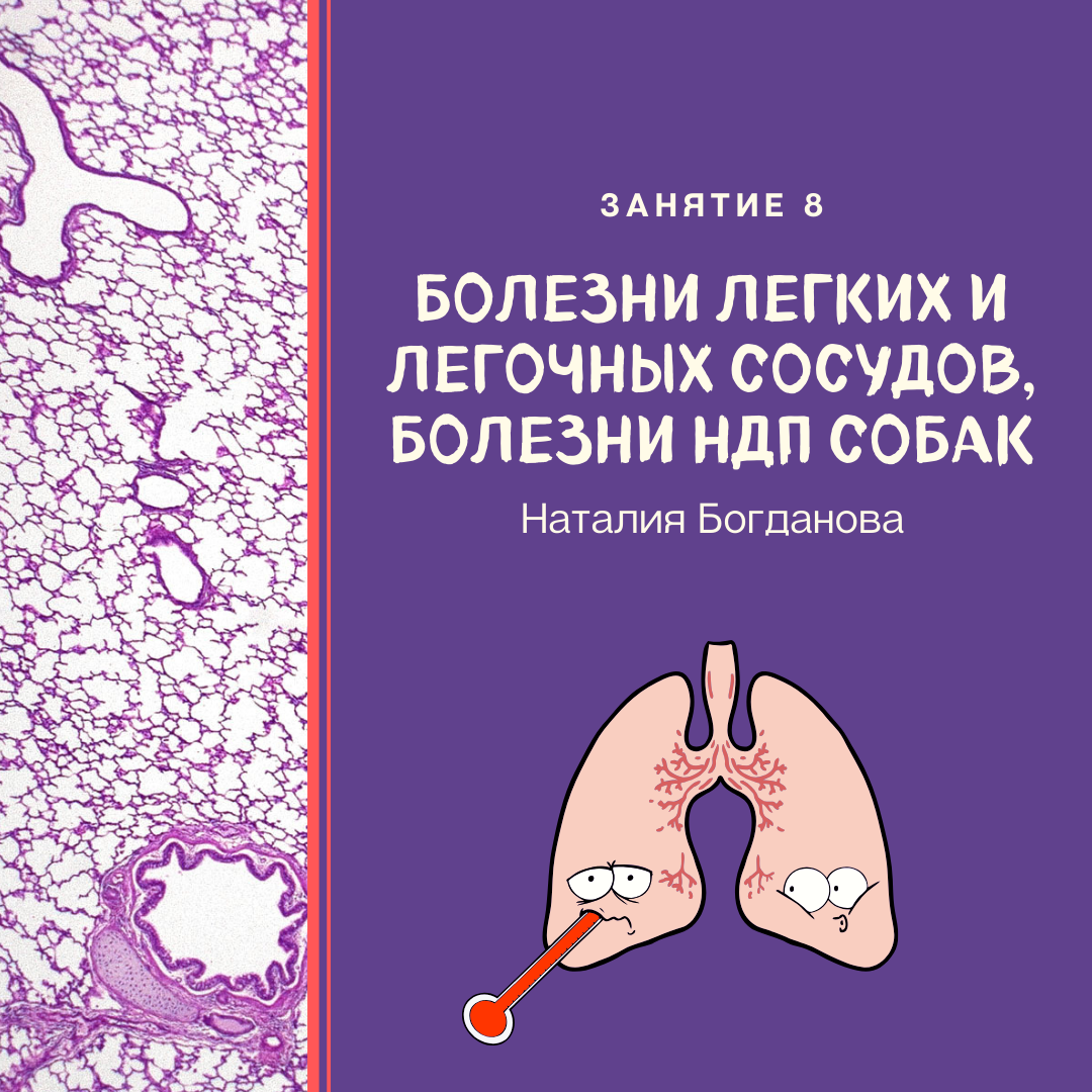 Занятие 8. Болезни паренхимы легких и легочных сосудов. Болезни НДП и легких собак