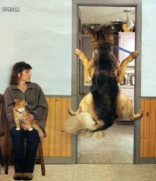 Коникова Л.С.: Профилактика стресса у кошек и собак на территории ветеринарной клиники